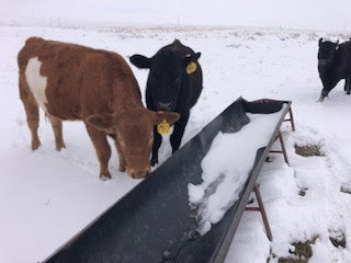 See What Dotty Thinks About Our Easter Storm!