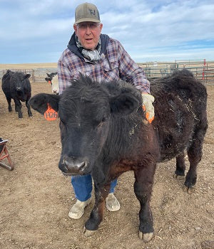 The Calf We Pulled From The Creek