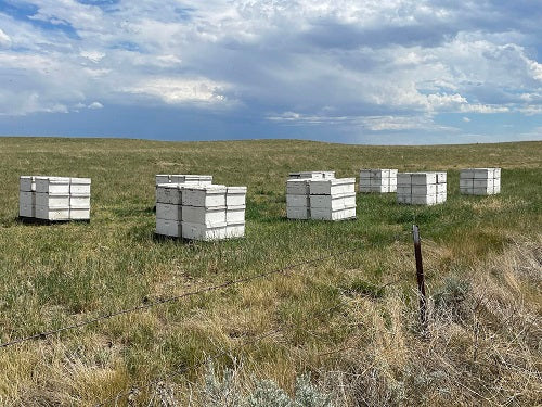 The Bees Came Back. The Heifers Left