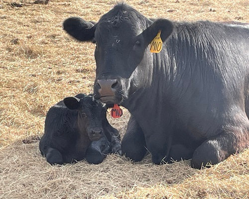 What’s a Bull to do When Antelope Wipe Out the Fence?