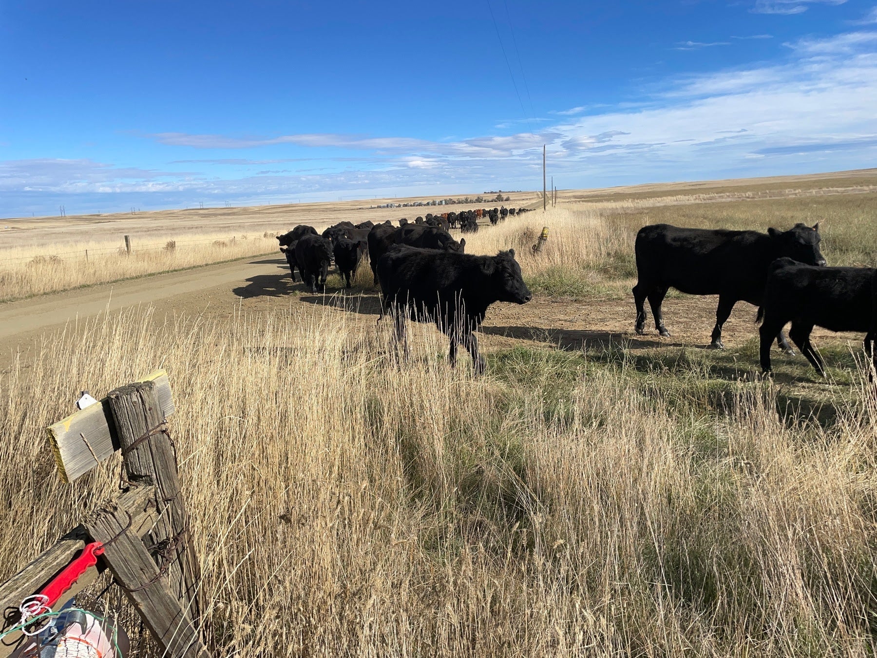 Rush Hour, T Bar J Style + Prime Rib Giveaway