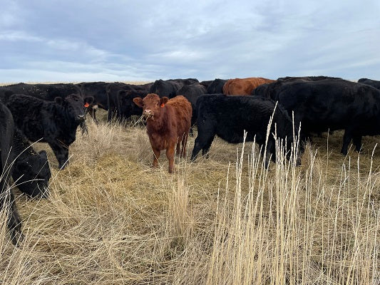 Before We Pack a Single Sock…