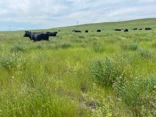 Cows Belly-deep in Grass, Freezers Full, and a New Surprise