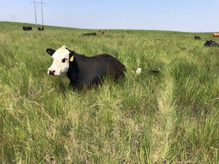 The Box Dale Got. The BEEF You Could