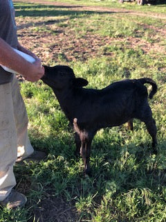 Only 5 Steers left — and a Bottle Calf named Black Jack
