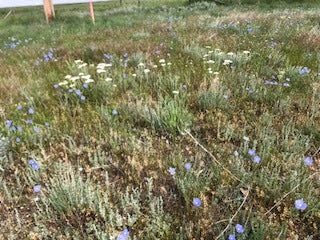 What Do You Do When Mother Nature throws Marbles?