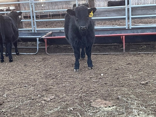 Big Girl Tags, Fence-Line Weaning & a Noisy Night or Two