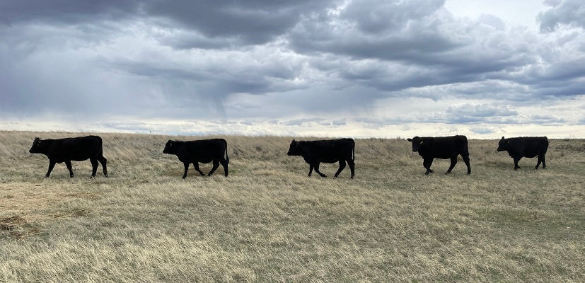 The Gate Got Left Open… Again