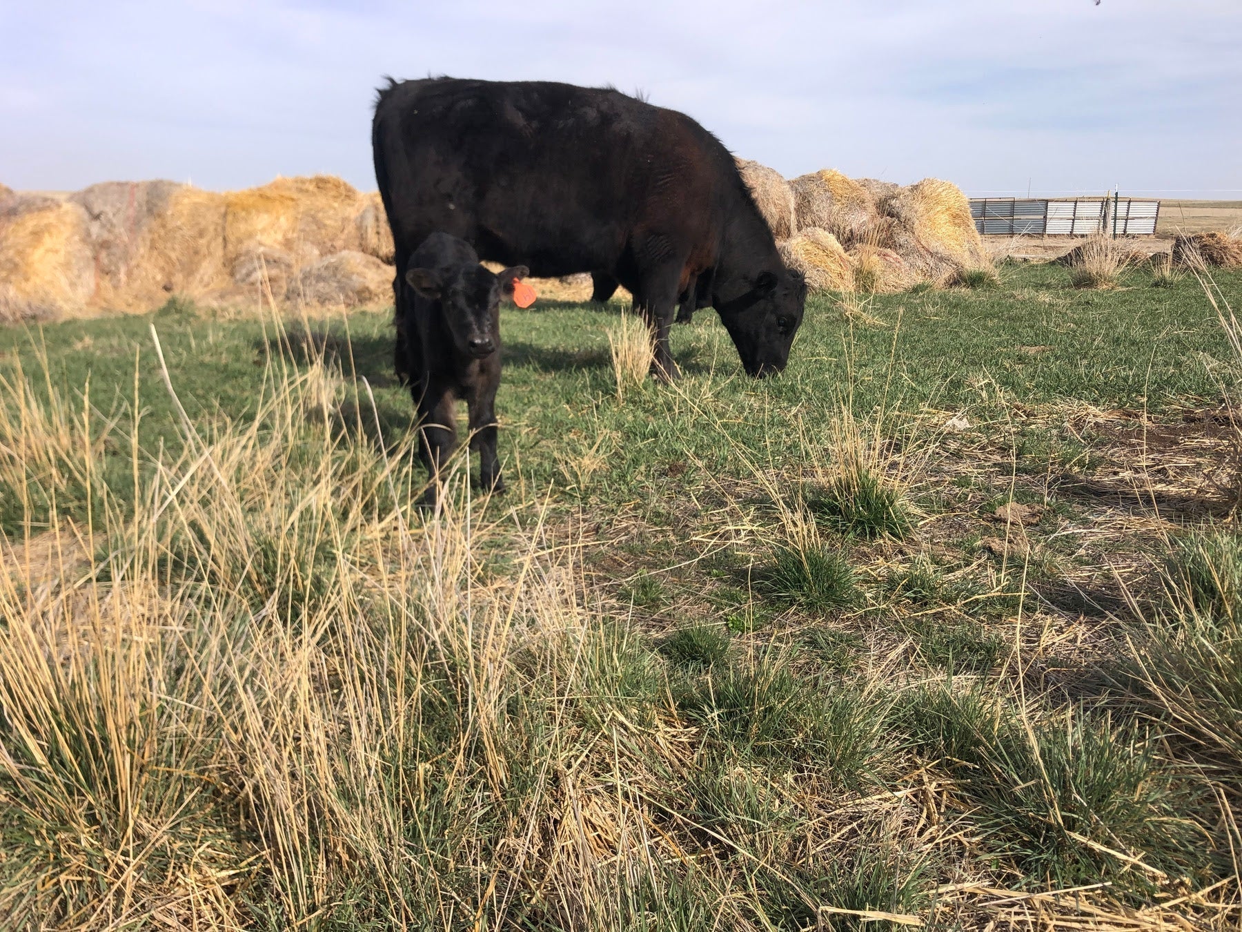 Calves to Cookouts - Ranch Updates You Won't Want to Miss