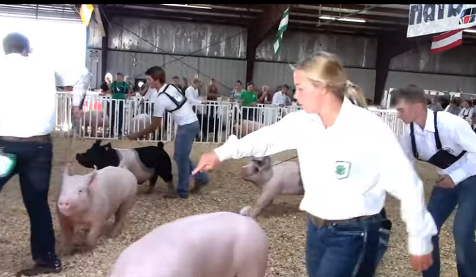 You Asked About the Pig Parade