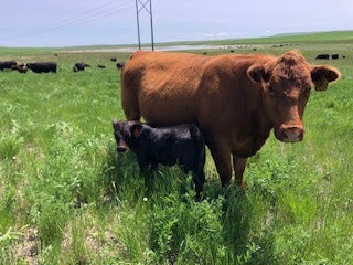 Mud, Miracles, and a Montana Beef Delivery Countdown