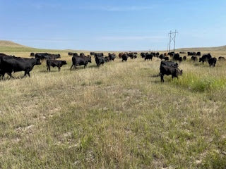 Taste the Difference Share – 25 lbs of All-Natural Montana Beef + $200 Beef Bucks T Bar J Ranch