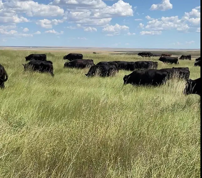 1/4 or 1/2 Beef Share DEPOSITS - Friday Night Lights Special T Bar J Ranch