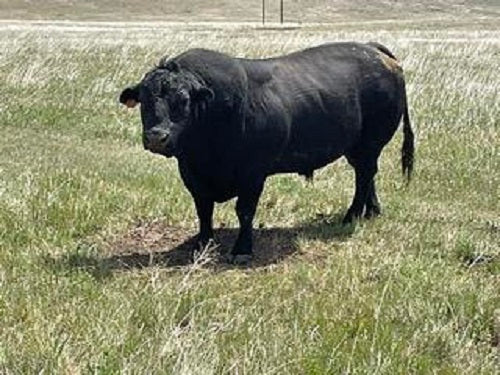 The Bull With The Broken Ear Had To Move