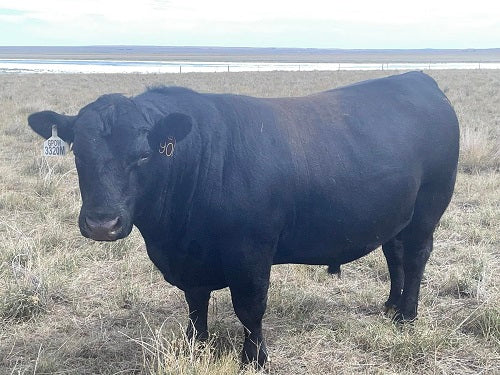 The Neighbor's Bull Came Calling