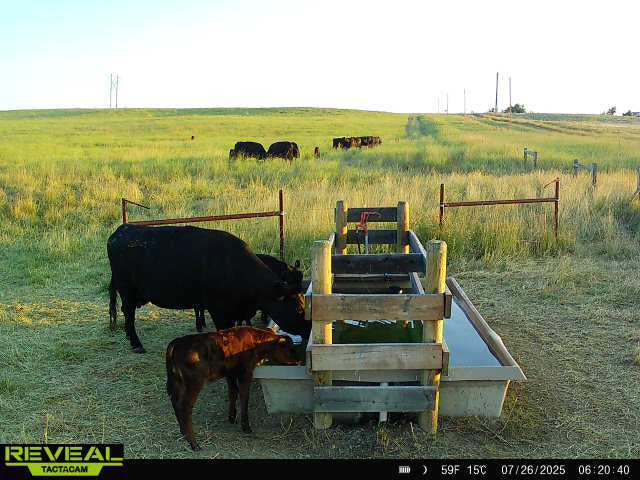 A Calf in the Water Trough, Teresa's a Winner and Dinner Bells