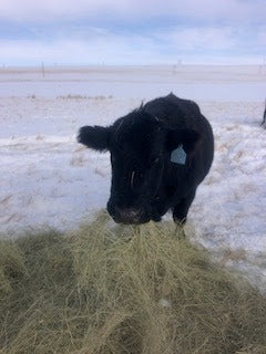 Bale Grazing, a Cow's Pantry