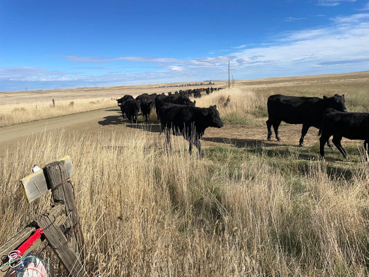 Rush Hour, T Bar J Style + Prime Rib Giveaway