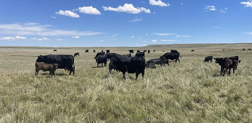 There's No Place Like Home on the Ranch