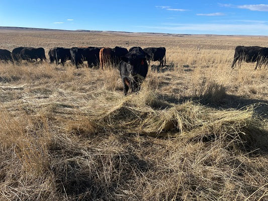 January Starts Like This at the Ranch