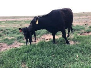 Someone left the Gate Open . . . and the Steers had a Plan