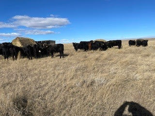 Meanwhile, Back at the Ranch… Paying Attention