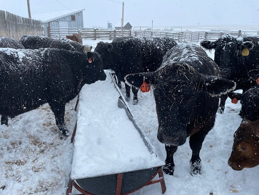 They Showed Up Monday