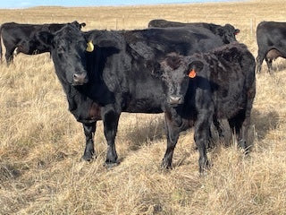 The Steers Bawled, The Moms Hollered, We Survived