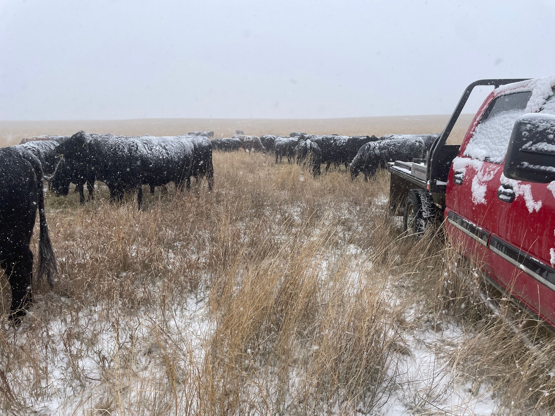 The Steers Slept In . . . But the Heifers Went to School