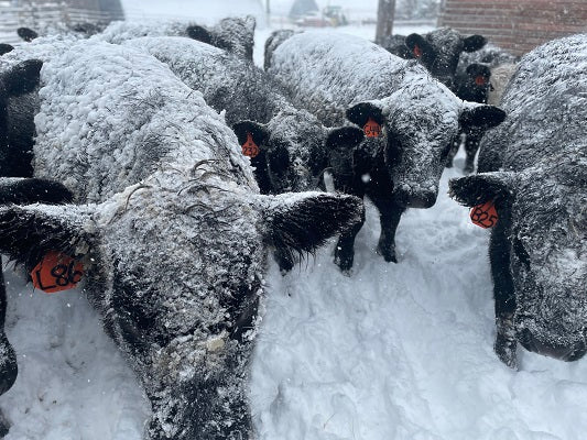 A Montana Ranch Week, One Week Before Christmas