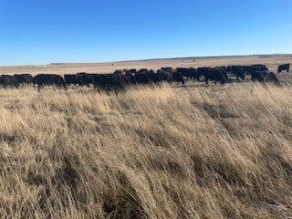 Another Stampede — And What Caused It