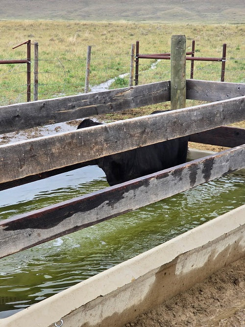 Good Thing They Had Another Water Tank