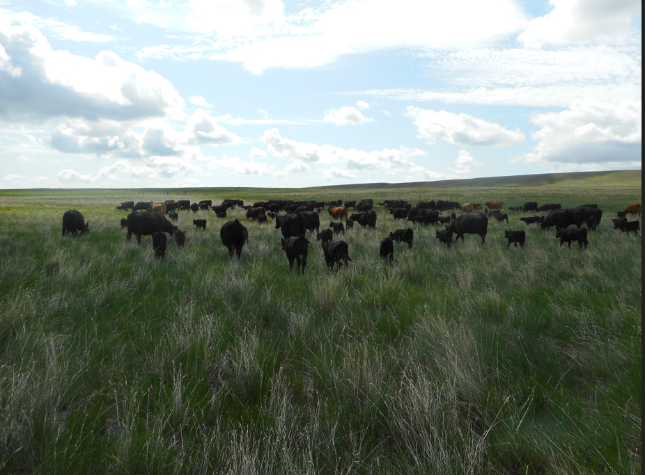 1/8 Beef Share – All-Natural Montana Beef (Deposit)
