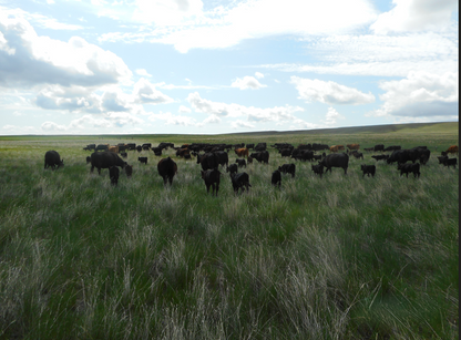 1/8 Beef Share – All-Natural Montana Beef (Deposit)