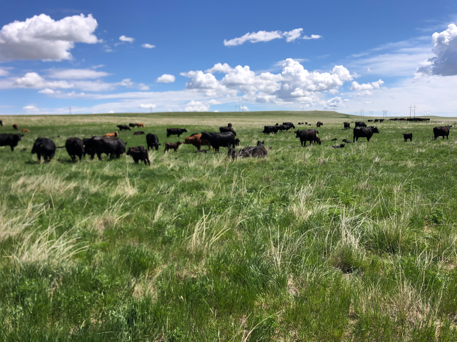Taste the Difference Share – 25 lbs of All-Natural Montana Beef + $200 Beef Bucks