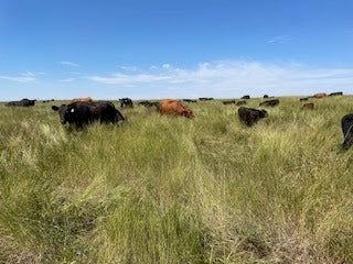 Trail Boss Beef Shares  DEPOSIT– Private Link T Bar J Ranch